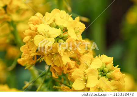 油菜花特寫 油菜花特寫 115338478