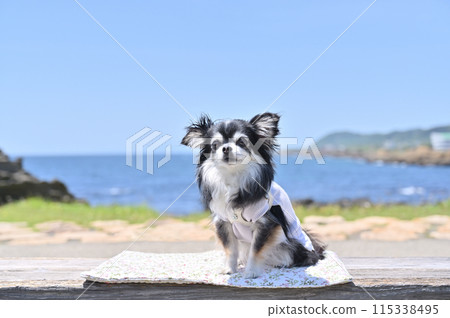 Blue sky, sea and long-coated chihuahua travel 115338495