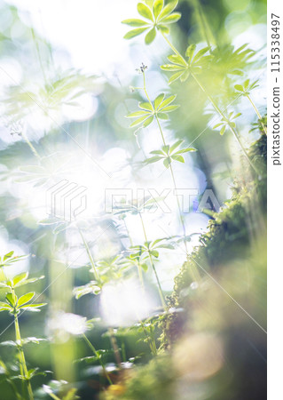 森林漫步（奧大山） 115338497