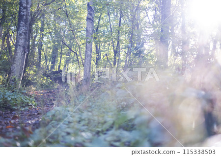 森林漫步(奧大山) 森林漫步(奧大山) 115338503