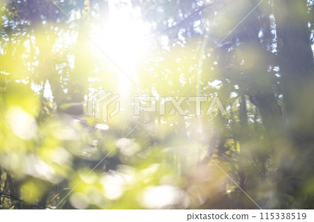 Forest walk (Okudaisen) 115338519