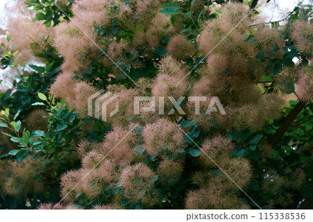 Lush Smoke Tree Blooms in Natural Setting Lush Smoke Tree Blooms in Natural Setting 115338536