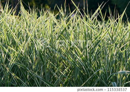 Lush Green Grass Field Bathed in Sunlight Lush Green Grass Field Bathed in Sunlight 115338537