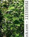 Sunlit Nettle Leaves in Lush Green Forest Undergrowth 115338582