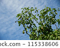 Fresh Green Apples Hanging on Tree Against Blue Sky 115338606