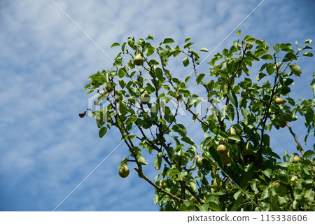 Fresh Green Apples Hanging on Tree Against Blue Sky Fresh Green Apples Hanging on Tree Against Blue Sky 115338606