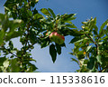 Ripe Apple Hanging on a Tree Branch Under Blue Sky 115338616