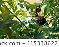 Vibrant Elderberry Cluster Amidst Lush Foliage in Sunlight 115338622