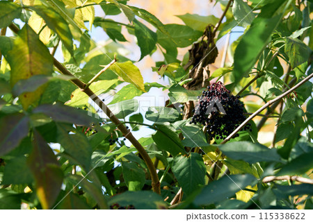 Vibrant Elderberry Cluster Amidst Lush Foliage in Sunlight Vibrant Elderberry Cluster Amidst Lush Foliage in Sunlight 115338622