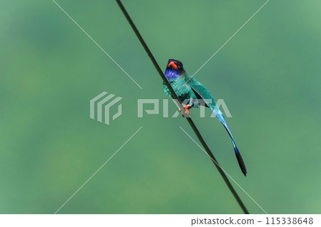 Roller perched on an electric wire and relaxing while stretching out its wings Roller perched on an electric wire and relaxing while stretching out its wings 115338648