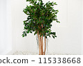 Indoor Greenery: Ficus Tree in a Modern White Room 115338668