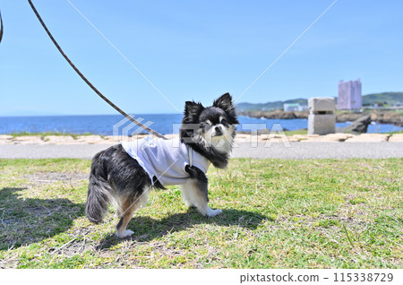 A long-coated Chihuahua taking a leisurely stroll under the refreshing blue sky and sea A long-coated Chihuahua taking a leisurely stroll under the refreshing blue sky and sea 115338729