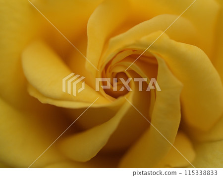 A beautiful yellow rose flower "Amatsuotome" blooming in May 115338833