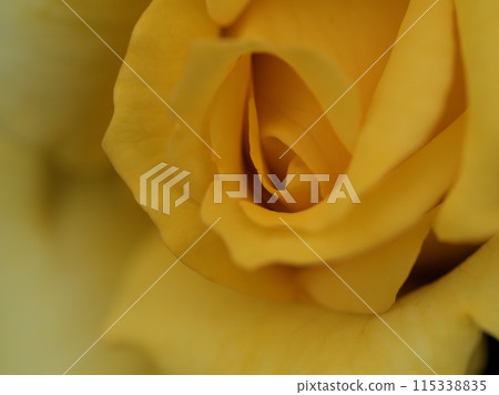 A beautiful yellow rose flower "Amatsuotome" blooming in May 115338835