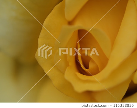 A beautiful yellow rose flower "Amatsuotome" blooming in May 115338836
