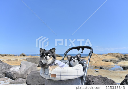 Refreshing blue sky and blue sea: Two long-coated Chihuahuas walking in a dog cart 115338843
