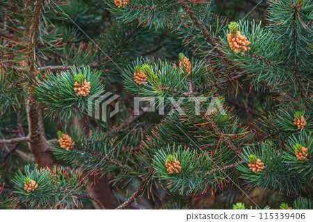 Landscaping of various conifers, trees and shrubs in the park. Photo Landscaping of various conifers, trees and shrubs in the park. Photo 115339406