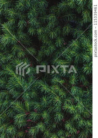 Landscaping of various conifers, trees and shrubs in the park. Photo Landscaping of various conifers, trees and shrubs in the park. Photo 115339461