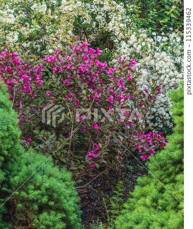 Landscaping of various conifers, trees and shrubs in the park. Photo Landscaping of various conifers, trees and shrubs in the park. Photo 115339462