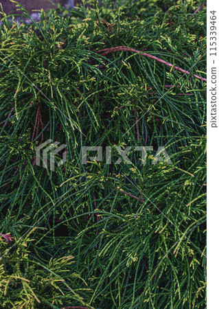 Landscaping of various conifers, trees and shrubs in the park. Photo Landscaping of various conifers, trees and shrubs in the park. Photo 115339464