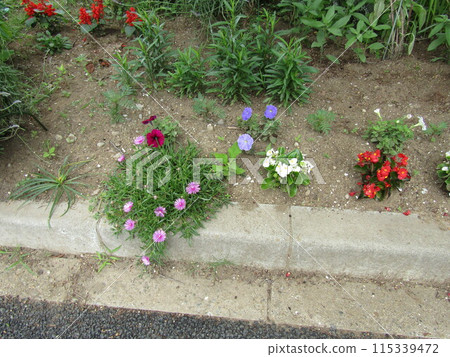 藍色花的矮牽牛、紅色和白色花的秋海棠、紫色花的梧桐 藍色花的矮牽牛、紅色和白色花的秋海棠、紫色花的梧桐 115339472