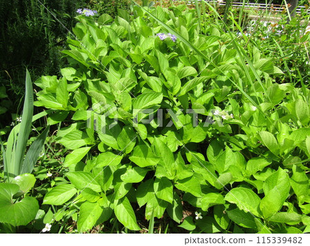 雨季來臨前，繡球花綻放美麗。 115339482