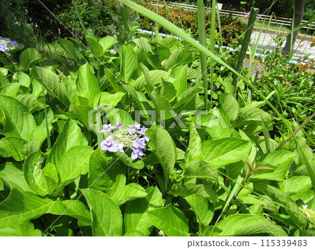 The hydrangeas bloomed beautifully before the rainy season 115339483