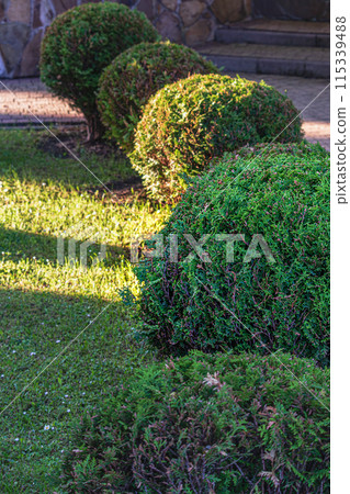 Bushes trimmed in the form of a ball with green leaves at the alleys. 115339488