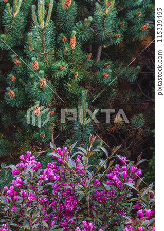 Flowers, Plant, and conifers Tree Abstract Detail 115339495