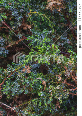 Landscaping of various conifers, trees and shrubs in the park. Photo Landscaping of various conifers, trees and shrubs in the park. Photo 115339497