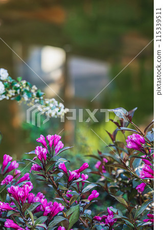 Flowers, Plant, and conifers Tree Abstract Detail Flowers, Plant, and conifers Tree Abstract Detail 115339511