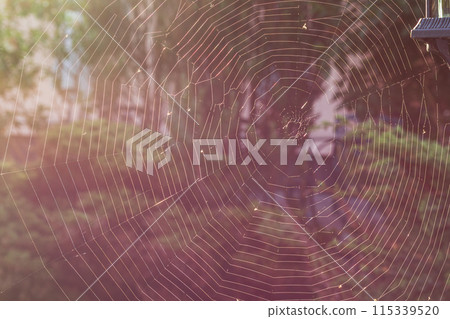 A large almost perfect web is woven on a pole by a spider in a vintage style 115339520