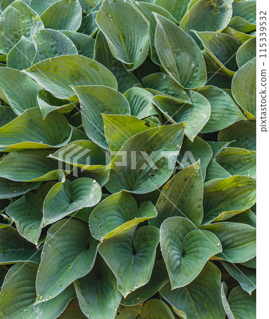 Fresh garden leaves lily valley organic gardening decoration 115339532