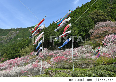 Carp streamers of Kuki, Niyodo River, Shikoku Carp streamers of Kuki, Niyodo River, Shikoku 115339537