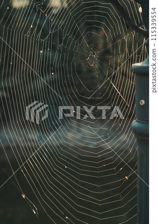A large, almost perfect quality web is woven on a pole by a spider A large, almost perfect quality web is woven on a pole by a spider 115339554