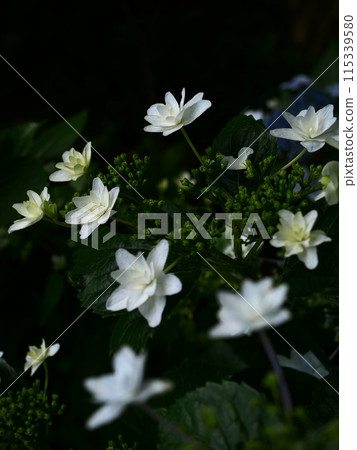 White hydrangea 115339580