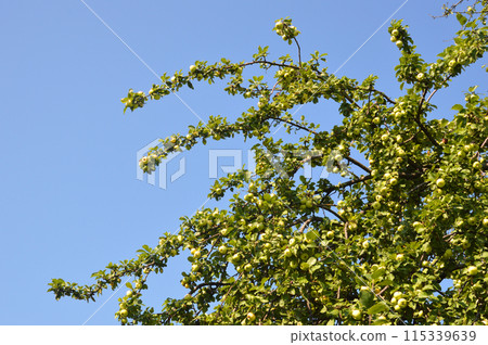 Branches with apples. Branches with apples. 115339639