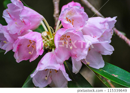 Yakushima World Natural Heritage Site: Yakushima Rhododendron (June) 115339649