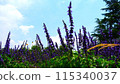 lavender 115340037