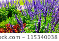 lavender 115340038