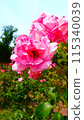Roses 115340039