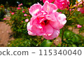 Roses 115340040
