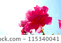 Roses 115340041