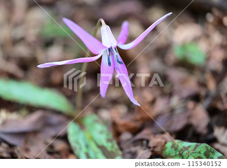 愛媛縣四國中央市豐山的四國紅花 愛媛縣四國中央市豐山的四國紅花 115340152