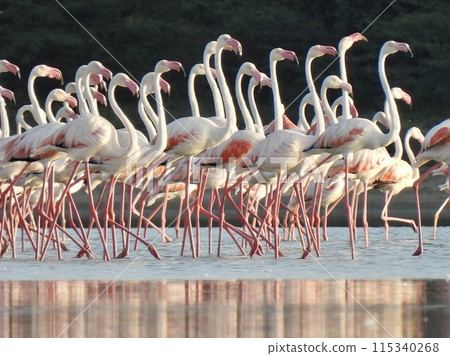 Flock of flamingos 115340268