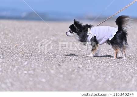 長外套吉娃娃在海灘上行走 長外套吉娃娃在海灘上行走 115340274