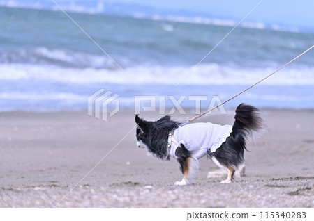 奇瓦瓦在海灘上玩耍 115340283