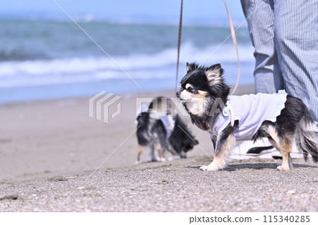 兩隻吉娃娃和它們的主人沿著海灘散步 115340285