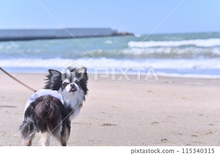 Walking on the beach: Long-coated Chihuahua looking back 115340315