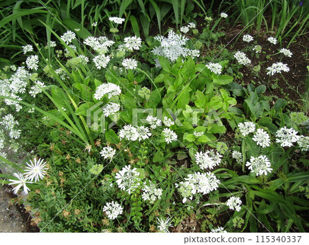 繡球花仍在花蕾中，周圍環繞著奧爾萊亞和松雛菊 115340337